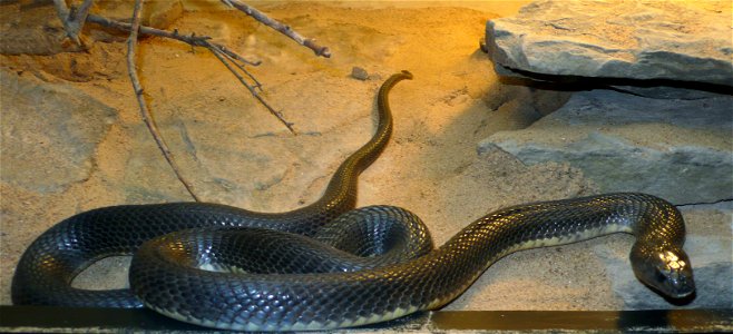 Caspian cobra (Naja oxiana)