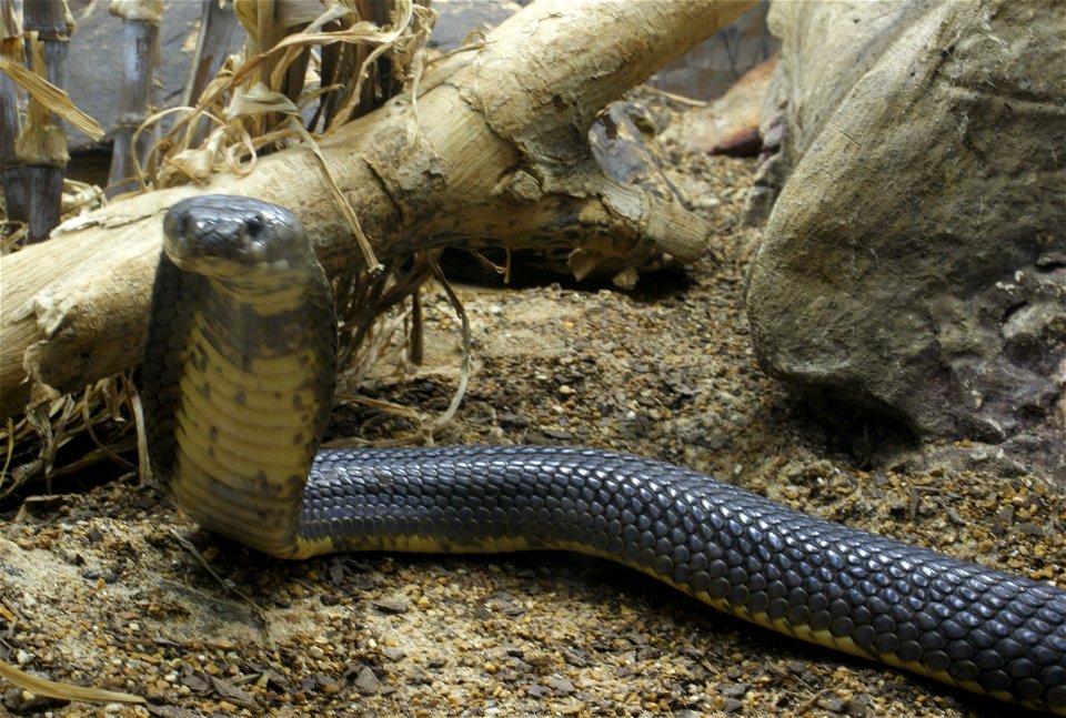 Caspian Cobra (Naja Oxiana) - Free Stock Photos | Creazilla