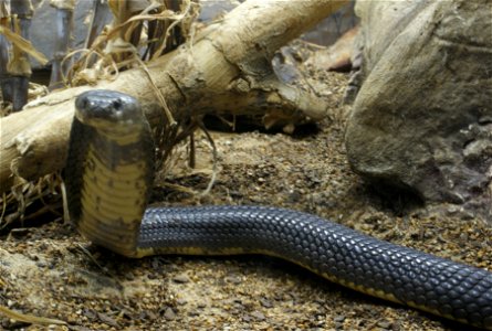 Caspian cobra (Naja oxiana)