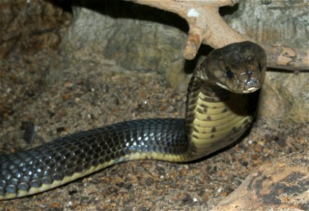 Caspian cobra (Naja oxiana)