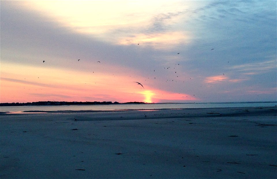 Flock of red knots (Calidris canutus) at sunrise at Folly Beach, South Carolina.