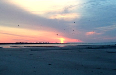 Flock of red knots (Calidris canutus) at sunrise at Folly Beach, South Carolina. photo