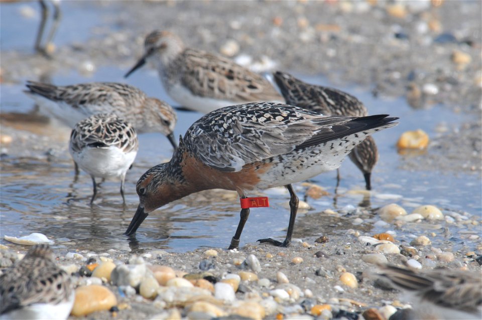 Mispillion Harbor, Delaware. Credit: Gregory Breese/USFWS