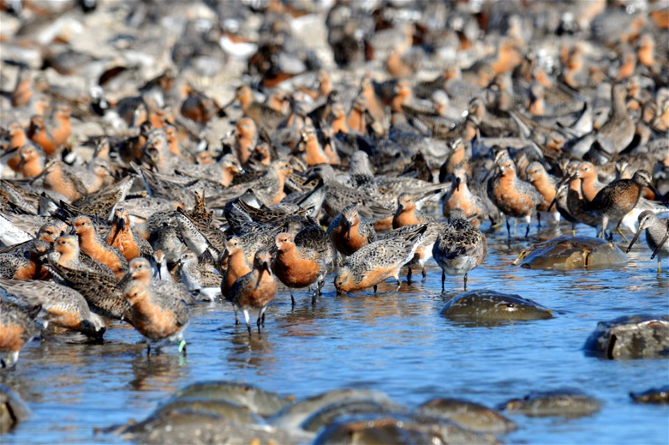 Mispillion Harbor, Delaware. Credit: Gregory Breese/USFWS