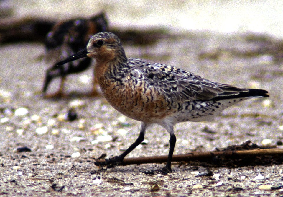 Red Knot http://www.birdlife.org/datazone/species/factsheet/22693363
Credit: USFWS