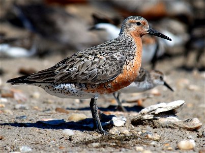 Red Knot, Calidris canutus, at Mispillion Harbor, Delaware.