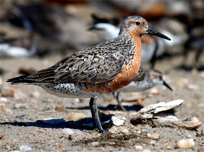 Red Knot, Calidris canutus, at Mispillion Harbor, Delaware. photo