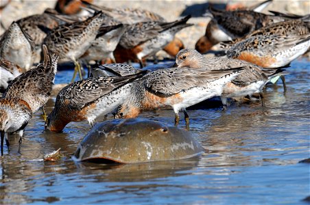 Red Knot feeding on eggs of Horseshoe crabs. Mispillion Harbor, Delaware photo