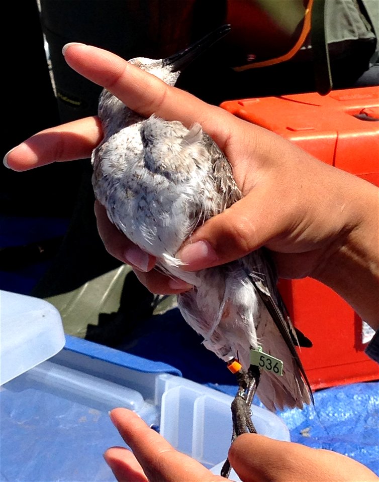USFWS personnel ringing a red knot (Calidris canutus)