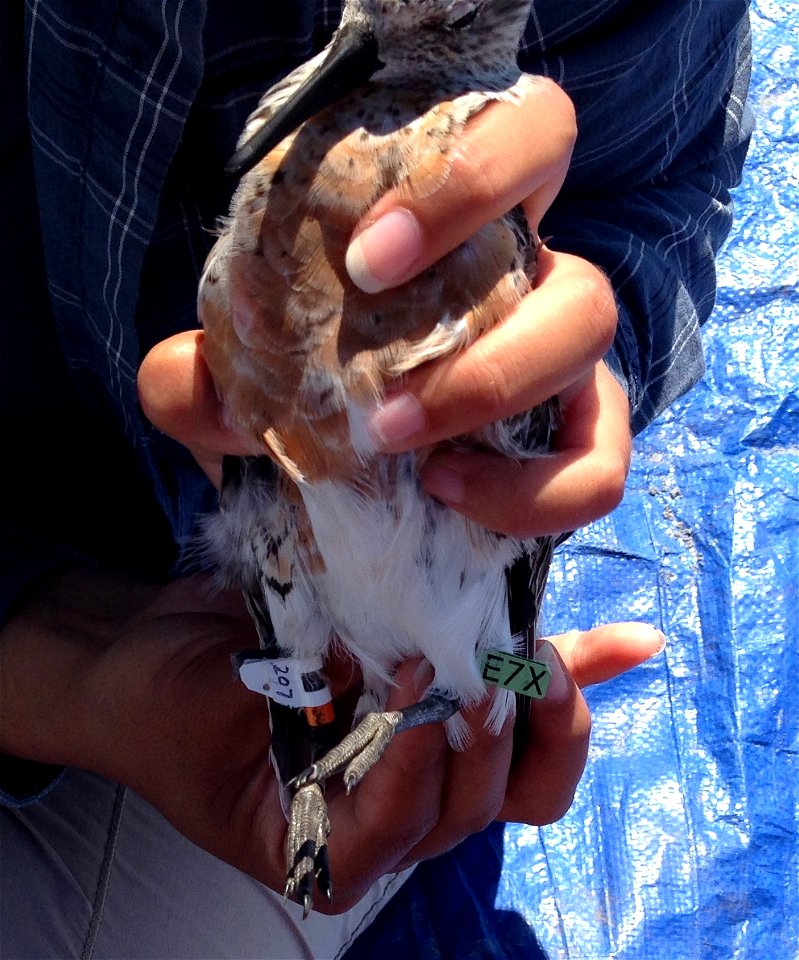 USFWS personnel ringing a red knot (Calidris canutus)
