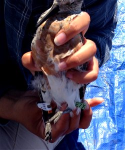 USFWS personnel ringing a red knot (Calidris canutus) photo