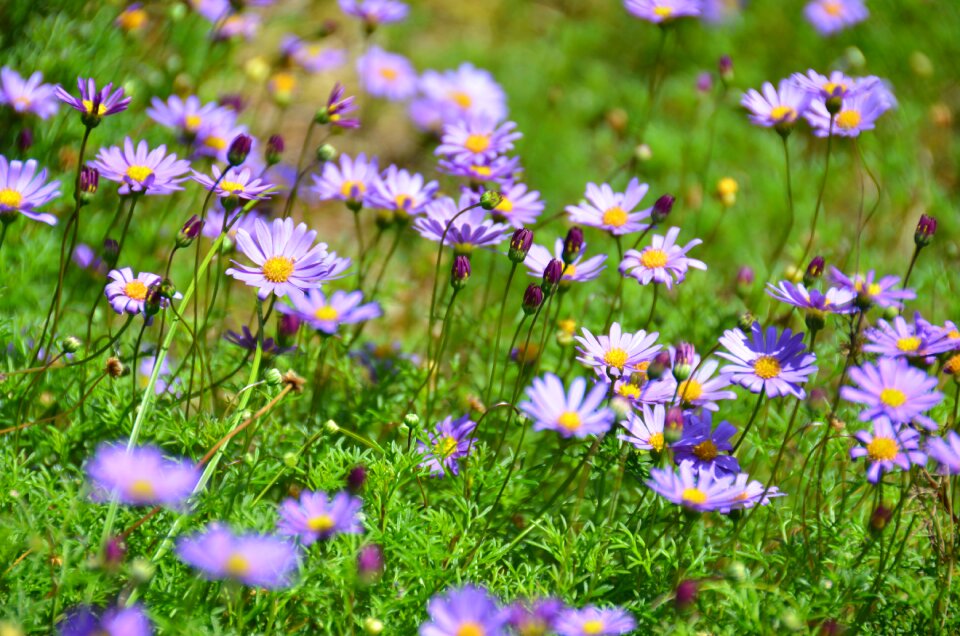 Floral colorful botanical