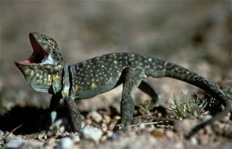 Image title: Collard lizard crotaphytus collaris Image from Public domain images website, http://www.public-domain-image.com/full-image/fauna-animals-public-domain-images-pictures/reptiles-and-amphibi photo