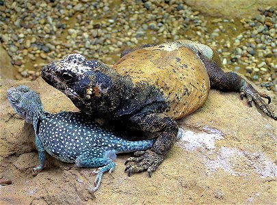 Collared Lizard on left (Crotaphytus collaris) and Common Chuckwallah on right (Sauromalus ater), at Bristol Zoo, England. photo