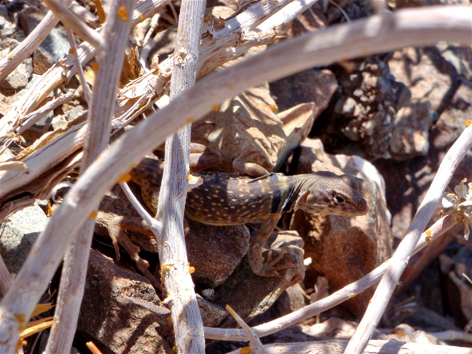 Collared lizard (Crotaphytus collaris), Joshua Tree National Park. NPS/Stacy Manson