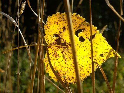Poplar leaf yellow fall foliage