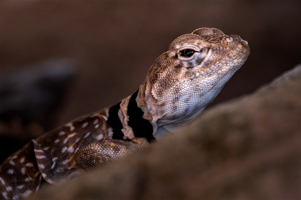 Collared Lizard Hiding in the Rocks photo