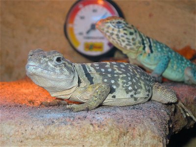 Collared-lizards photo