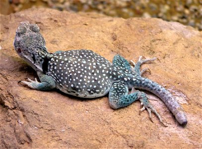 Collared lizard Crotaphytus collaris at Bristol Zoo, Bristol, England. Photographed by Adrian Pingstone in May 2005 and released to the public domain. photo