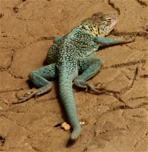 Common Collared Lizard (Crotaphytus collaris collaris) at the Buffalo Zoo photo