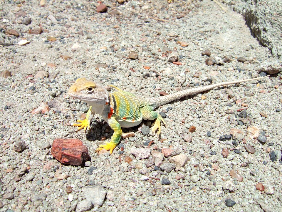 Photo taken 5/25/2007 at Petrified Forest National Park.