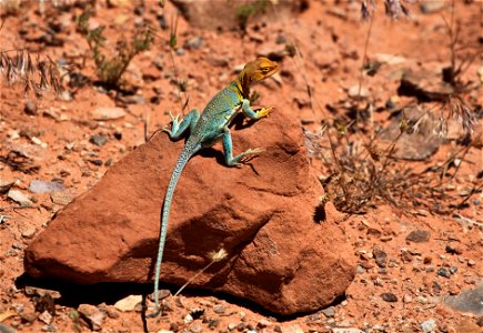 Crotaphytus collaris. Known for its breathtaking scenery, the Dominguez-Escalante National Conservation Area is a fine example of the spectacular canyon country of Colorado's Uncompahgre Plateau. Red- photo