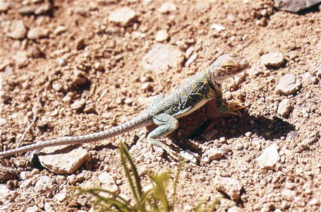 Eastern Collared Lizard (Crotaphytus collaris) near Nucla (Colorado) photo