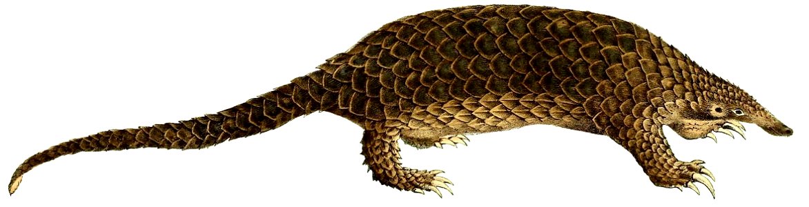 Sunda pangolin photo