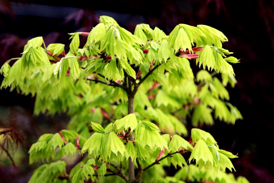 Outdoors growth tree