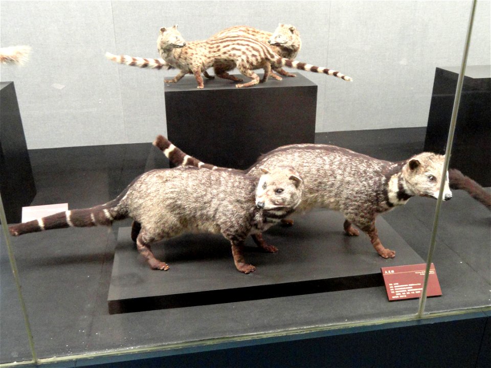 Taxidermy exhibit in the Kunming Natural History Museum of Zoology (昆明动物博物馆), Kunming, Yunnan, China.