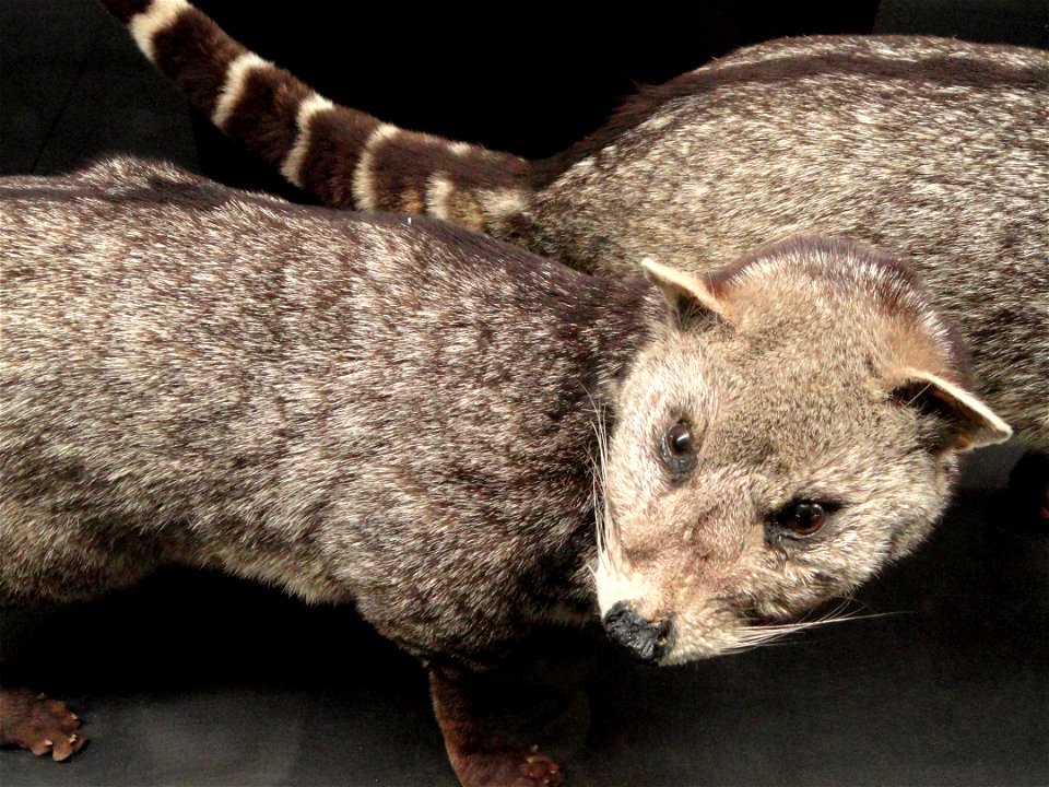 Taxidermy exhibit in the Kunming Natural History Museum of Zoology (昆明动物博物馆), Kunming, Yunnan, China.