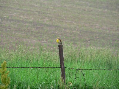 Dickcissel (Spiza americana) photographed singing on a fencepost in eastern Nebraska.
