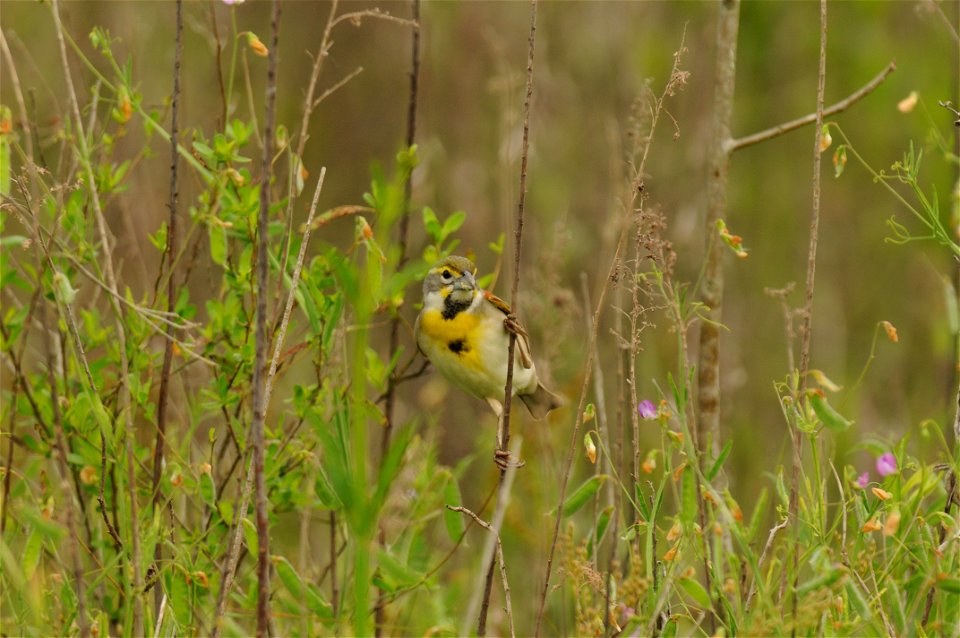 In a field at Black Bayou Lake National Wildlife Refuge in Louisiana.
www.fws.gov/blackbayoulake/. Thank you Dendroica cerulea for identifying this bird.

Photographer: Garry Tucker, USFWS.