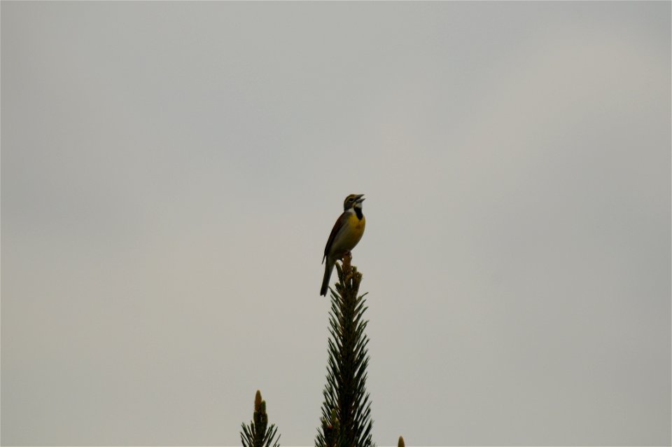 At Black Bayou Lake National Wildlife Refuge in Louisiana.
www.fws.gov/blackbayoulake/. Thanks Dendroica cerulea for identifying this bird.

Photographer: Garry Tucker, USFWS.