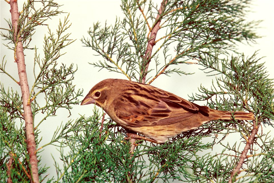 Dickcissel (Spiza americana)