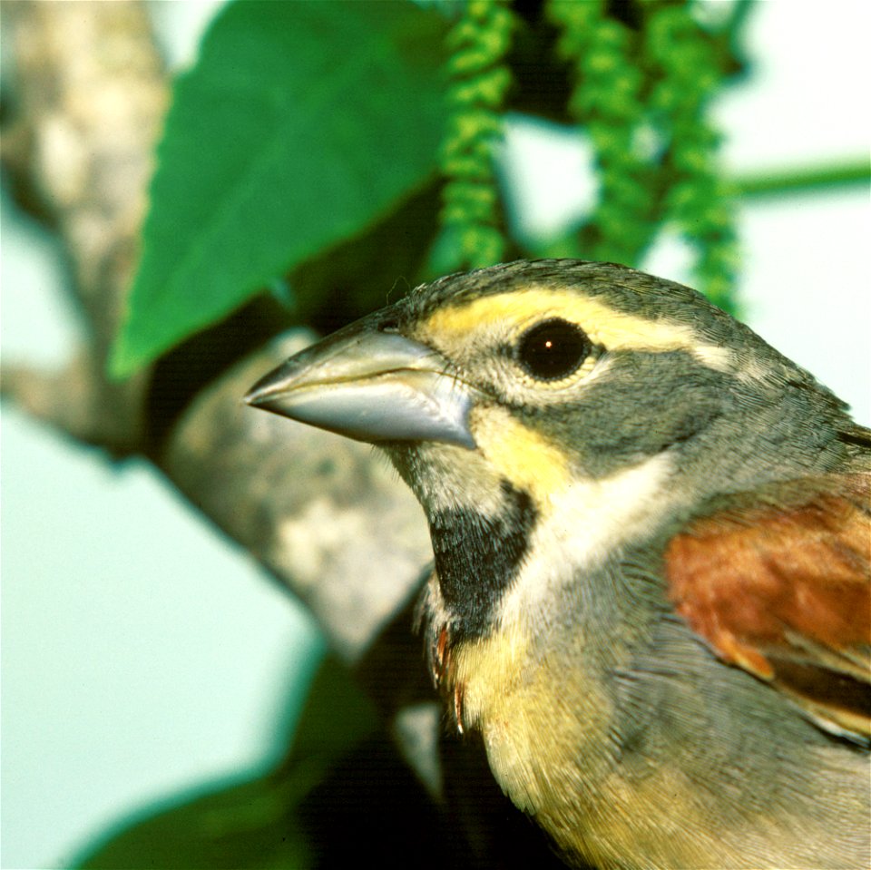 Dickcissel Spiza americana