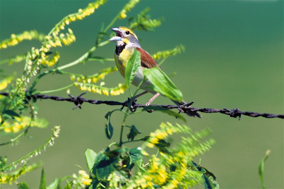 Dickcissel (Spiza americana)