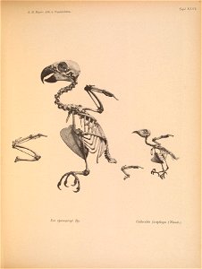 A, B. Meyer: Abb. v. Vogelskeletten. 
Tafel XL VL 
Eos cyanogenys ßp. 

Collocalia fuciphaga (Tliiinh.),