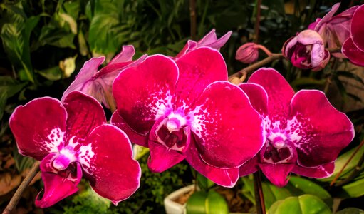 Flora orchids nature photo