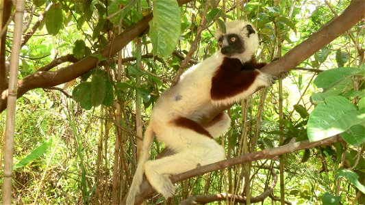 Propithecus coquereli