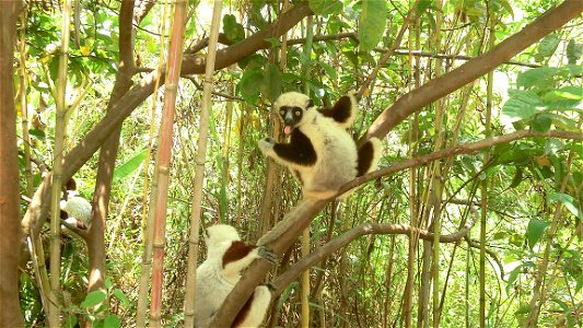 Propithecus coquereli