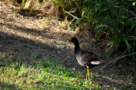 February 15, 2012- Bell City, Louisiana: Moorhen hiding from the sun. Photo by Corey Douglas www.fws.gov/swlarefugecomplex photo