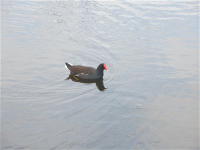 February 15, 2012- Bell City, Louisiana: The Moorhen (aka "Gallinule") waddles alone in pond. Photo by Corey Douglas www.fws.gov/swlarefugecomplex