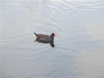 February 15, 2012- Bell City, Louisiana: The Moorhen (aka "Gallinule") waddles alone in pond. Photo by Corey Douglas www.fws.gov/swlarefugecomplex photo