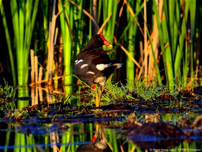 Common Gallinule, Great Meadows National Wildlife Refuge, Concord, MA

Credit:  Steve Arena/USFWS


13 June 2014