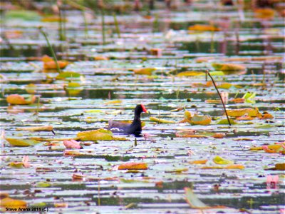 Common Gallinule at Great Meadows National Wildlife Refuge. Credit: Steve Arena/USFWS photo
