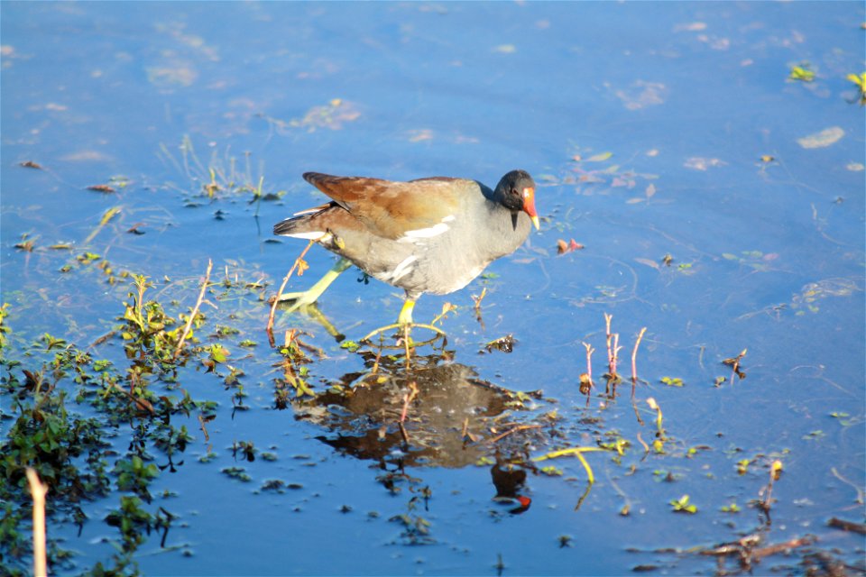 Common Moorhen on the Anhinga Trail.   Photo: Leslie Velarde, NPS