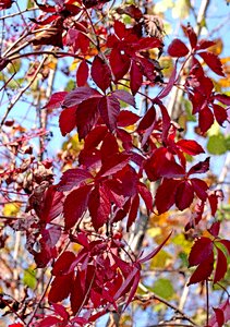 Red autumn seasons of the year photo