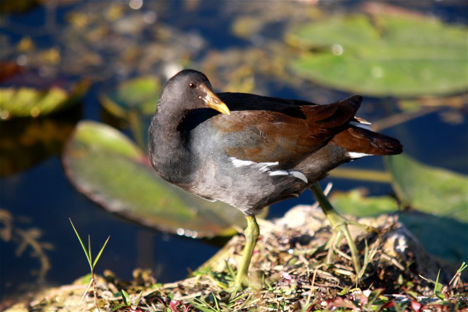 Photo: Leslie Velarde, NPS
