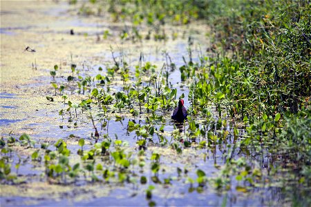 A common moorhen hides among the water plants in a steam near the turn basin in Launch Complex 39 at NASA's Kennedy Space Center in Florida. The turn basin is a refuge for manatees and other marine li photo